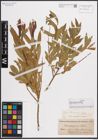 Foto von Salix elbursensis Boiss.